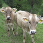Grafschaft Bentheim: Kühe im Wald!