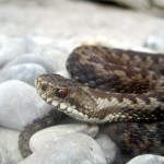 Kinder entdecken Schlangen in Deutschland: Leider selten!