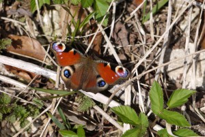 Bald ist sie ein wunderschöner Schmetterling. Foto (c) kinderoutdoor.de