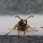 Was tun gegen Wespen? Stichhaltige Tipps!