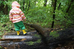 Schnitzeljagd Aufgaben für den Wald: Alles ist bereits da! Wie hier der Baumstamm zum Balancieren.  Foto (c) kinderoutdoor.de