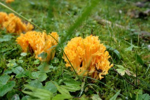 Beim Pilze sammeln entdeckt Ihr auch ungewöhnliche Schwammerl wie hier den Ziegenbart. Foto (c) kinderoutdoor.de