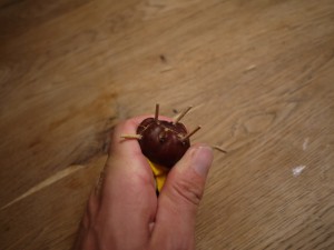 Basteln mit Kastanien ist furchtbar einfach. Nun bekommt der Marienkäfer seine Beine. Foto (c) kinderoutdoor.de