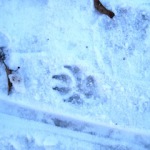Spiele im Schnee: Welches Tier ist denn hier unterwegs gewesen? Foto (c) kinderoutdoor.de