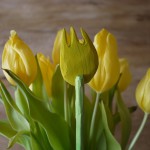 Schnitzen mit Kindern: Anleitung für eine Tulpe