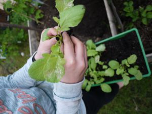 Gärtnern mit Kindern: Hier lernen die Kinder wie sie die kleinen Pflanzen pikieren. Auch das erklärt Euch Stadt Land Blüht.  foto (c) kinderoutdoor.de