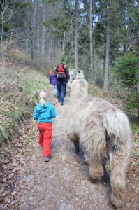 Kinder wandern in der Wildschönau mit den gutmütigen Lamas. foto (c) kinderoutdoor.de