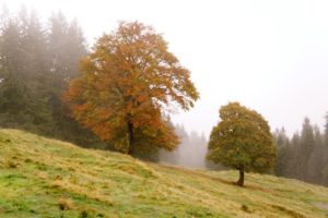 Wandern mit der Familie im herbstlichen Tirol: Im Pfundser Tschey leuchten die Bäume mit ihren bunten Blättern. Von Hier aus geht es zur Platzalm hinauf.  foto (c) kinderoutdoro.de
