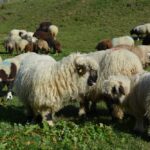 Kinder Outdoor Abenteuer: Almabtrieb der Schafe am Aletschgletscher