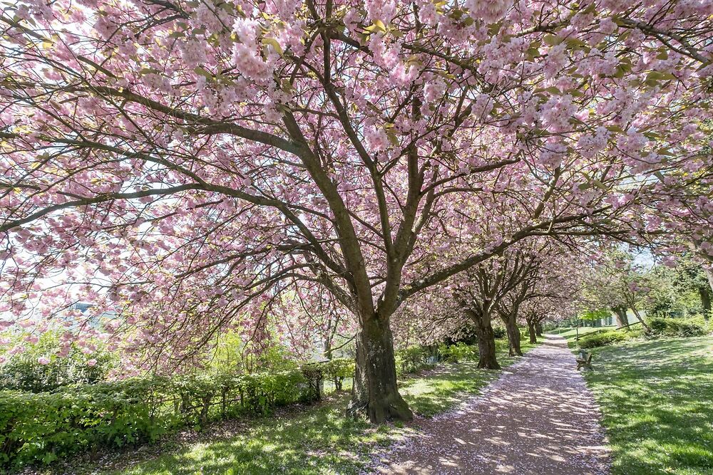 Kirschblütenduft & Ahorn‑Akzente: Frühlingserlebnisse im Westerwald