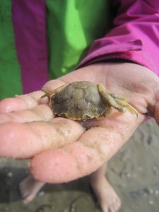 Carcinus maenas, auch als gemeine Strandkrabbe bekannt, gehört zu den Small Five im Wattenmeer.  Foto (c) KInderoutdoor.de