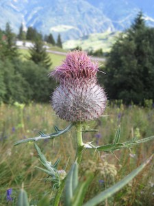 In Kärnten ist die Natur noch in Ordnung.  Foto (c) Kinderoutdoor.de